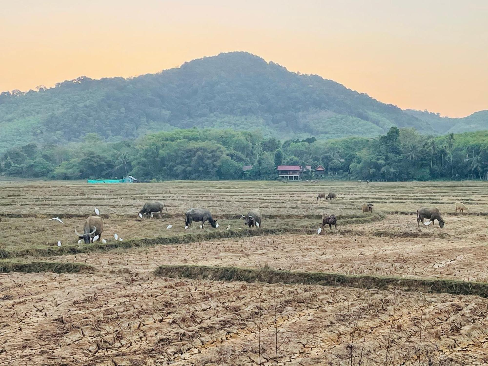 Lamai Home1 Ko Yao Noi Bagian luar foto